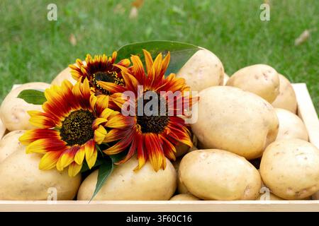 Cassa di legno con patate biologiche Yukon Gold coltivate in casa e mazzo di girasoli sull'erba verde in autunno, foglie gialle cadute sullo sfondo. Foto Stock