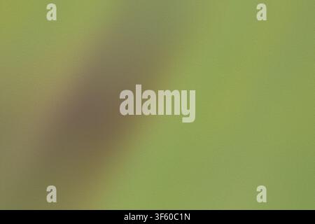 Uno sfondo astratto minimalista con una sfumatura delicata di varie tonalità di verde, caratterizzato da un effetto texture in vetro smerigliato fine e granuloso. Foto Stock