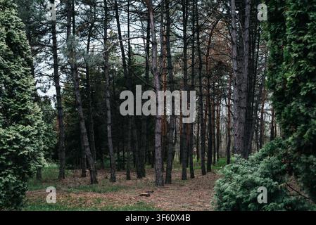 Vista panoramica di un paesaggio di una fitta foresta di pini con tronchi d'albero alti e diritti, fogliame verde sempreverde e cespugli di tuia in un parco naturale. Concetto di flora ambientale, natura boschiva all'aperto e sfondo forestale. Foto Stock