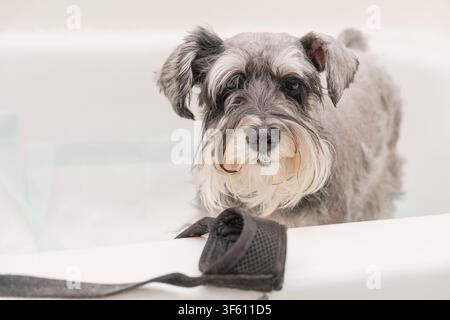 Un adorabile cane schnauzer in miniatura che guarda la fotocamera da una vasca da bagno con un muso in primo piano. Foto Stock
