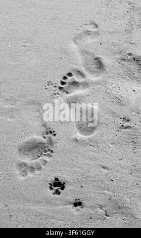 Impronte di persone e gatti sulla sabbia. Monocromo Foto Stock