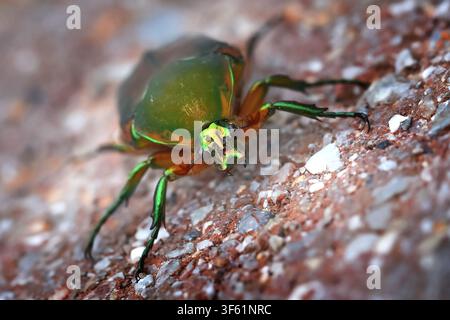 Immagine macro di un coleottero verde di giugno con messa a fuoco selettiva sulla testa Foto Stock