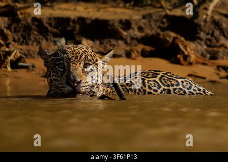 Jaguar Panthera onca che nuota in un fiume fangoso, mantello macchiato di rosette, il più grande felino delle Americhe, morso potente, nuotatore forte, grande predatore felino, Pantanal Foto Stock