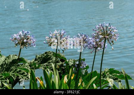 Fiori di agapanto viola sbocciano su steli alti accanto all’acqua, i loro grappoli sferici si stagliano su uno sfondo blu calmo Foto Stock