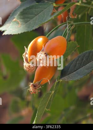 Schiaccioli di rosa maturi (Rosa canina) su un cespuglio alla luce del sole | Rosa canina Foto Stock