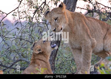 Un branco di leoni sull'albero nella Riserva Naturale di Sabi Sand, Sudafrica Foto Stock