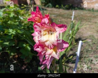 Prima piano di una spiga di fiori di Gladiolo Priscilla rosa e giallo in fiore in un giardino estivo. Foto Stock