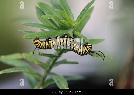 Prima di una crisalide monarca che mangia foglie di Milkweed Foto Stock