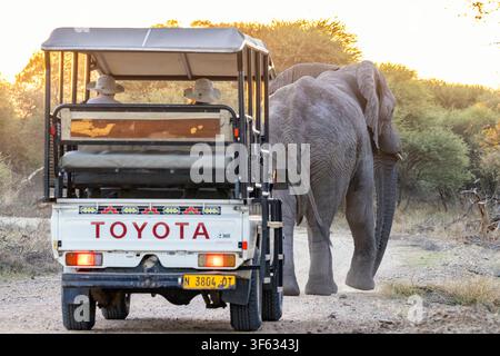 Elefante africano massiccio (Loxodonta africana) davanti a un veicolo da safari durante una gita nel Parco Nazionale di Bwabwata, regione dello Zambesi, Namibia, Africa Foto Stock