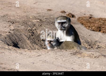 Scimmia vervet (Chlorocebus pygerythrus) che consuma terreno ricco di minerali e sale da un buco scavato dalle elefanti - Parco nazionale di Bwabwata, regione dello Zambesi, Na Foto Stock