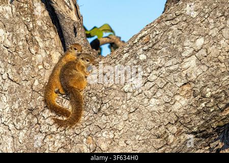 Scoiattoli dei cespugli di Smith (Paraxerus cepapi) - vicino al Nambwa Tented Lodge, Parco nazionale di Bwabwata, Area centrale di Kwando, Regione dello Zambesi, Namibia, Africa Foto Stock