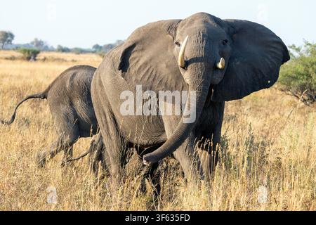 Elefanti africani (Loxodonta africana) femmina che fa una finta carica – vicino al campo tendato di Nkasa Linyanti, parco nazionale di Nkasa Rupara, regione dello Zambesi, Namibia Foto Stock
