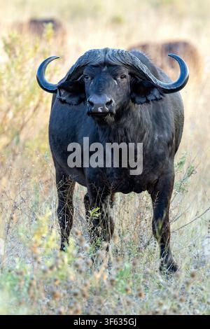 Bufalo del Capo (Syncerus caffer caffer) maschio - vicino al Nkasa Linyanti Tented Camp, Parco nazionale di Nkasa Rupara, Regione dello Zambesi, Namibia, Africa Foto Stock