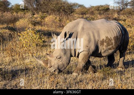 Rinoceronte bianco meridionale o rinoceronte bianco meridionale (Ceratotherium simum simum) - confine orientale del Parco nazionale di Etosha, Namibia, Africa Foto Stock