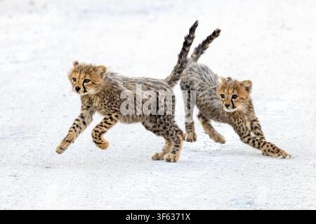 Cuccioli di ghepardo (Acinonyx jubatus) che si inseguono – Onguma Game Reserve, Namibia, Africa Foto Stock