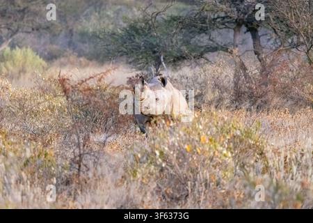 Rinoceronte nero (Diceros bicornis) - confine orientale del Parco Nazionale di Etosha, Namibia, Africa Foto Stock