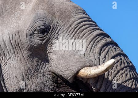 Immagine in primo piano di un elefante africano (Loxodonta Africana) - Onkolo Hide, Riserva naturale di Onguma, Namibia, Africa Foto Stock