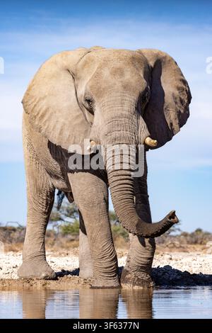 Immagine ravvicinata dell'elefante africano (Loxodonta Africana) presso la sorgente - Onkolo Hide, riserva naturale Onguma, Namibia, Africa Foto Stock