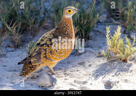 Sandgrouse di Burchell maschio (Pterocles burchelli) - Parco nazionale di Etosha, Namibia, Africa Foto Stock