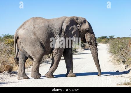 Elefante africano (Loxodonta africana) che attraversa una strada nel Parco Nazionale di Etosha - Namibia, Africa Foto Stock