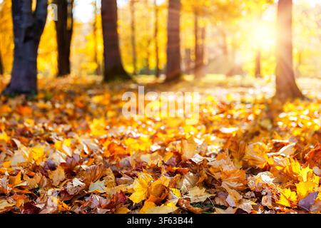 Prima pianura scenica di foglie cadute dorate, gialle e arancioni vivaci che ricoprono il terreno della foresta sotto raggi di sole luminosi. Sfondo autunnale perfetto per Foto Stock