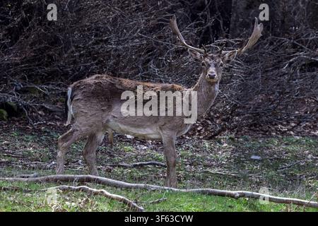 Un cervo maschio si trova in una radura erbosa, vigile e attento, Piano Battaglia, Sicilia, Italia Foto Stock