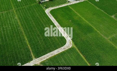 Vista aerea di una strada attraverso i campi di riso, Nord Sumatra, Indonesia Foto Stock