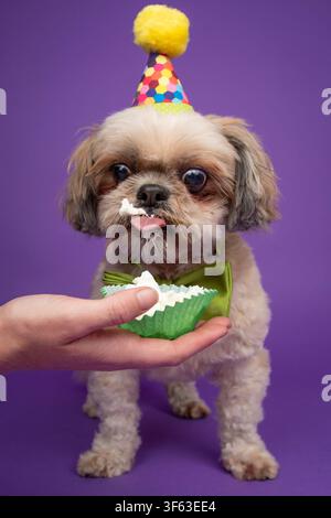 Prima piano di uno Shih Tzu avido con un cappello da festa che mangia panna montata da una teglia per cupcake Foto Stock