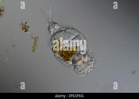 Rotifer si sta foraggiando nel flusso sotto il microscopio 200x Foto Stock