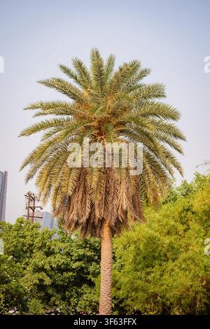 Una vibrante palma da datteri che si erge alta in un parco soleggiato. Foto Stock