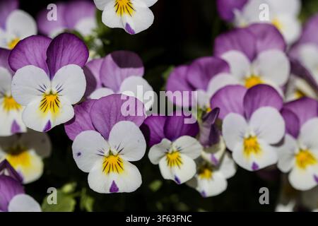 Viola cornuta (Viola cornuta) Foto Stock