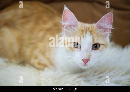 Ritratto di un gatto Angora turco Foto Stock