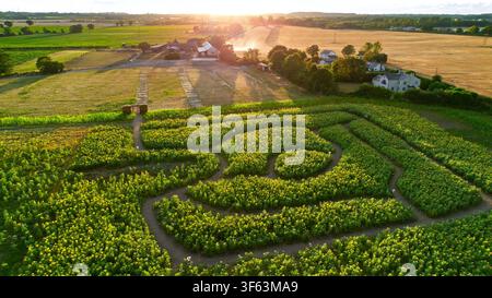 Un campo di girasoli a forma di labirinto in questa fattoria nel Cheshire. Foto Stock