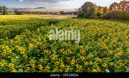 Un campo di girasoli a forma di labirinto in questa fattoria nel Cheshire. Foto Stock
