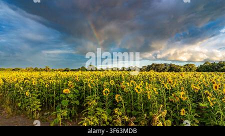 Un campo di girasoli a forma di labirinto in questa fattoria nel Cheshire. Foto Stock