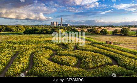 Un campo di girasoli a forma di labirinto in questa fattoria nel Cheshire con la centrale elettrica di Fiddlers Ferry. Foto Stock