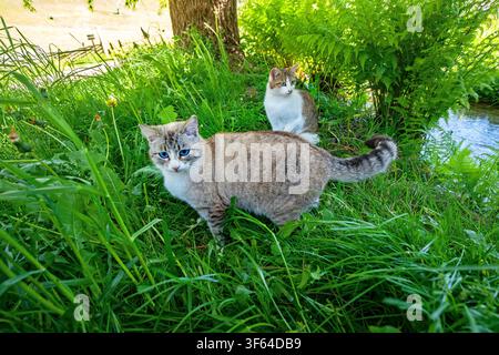 Due gatti sono seduti nell'erba alta e osservano Foto Stock