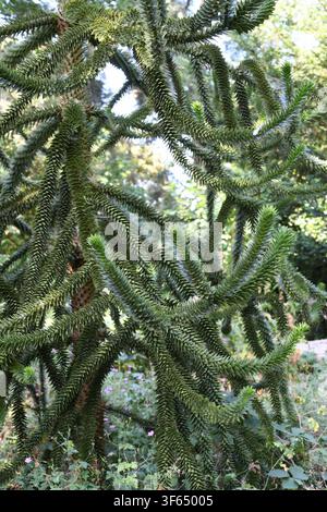 Monkey puzzle tree Foto Stock