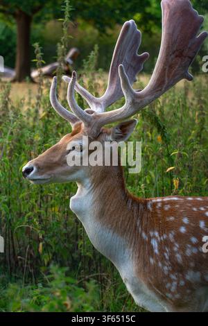 Cervo europeo maschio (Dama dama), con corna palmate nello stadio "velato", Clissold Park, Stoke Newington, Hackney, Londra, Inghilterra. Foto Stock