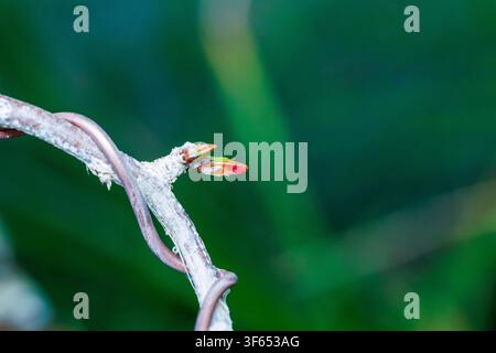 Fotografia macro di gemme primaverili emergenti su un ramo di bonsai di melograno filato g Foto Stock