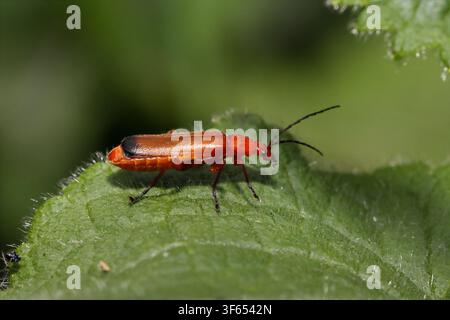 SCARABEO SOLDATO ROSSO COMUNE (Rhagonycha fulva), UK. Foto Stock