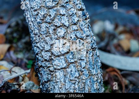 Fotografia macro che dettagli la texture unica della corteccia screpolata e modellata sul tronco di un bonsai flamboyant maturo. Foto Stock