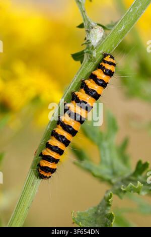 LARVA DELLA FARFALLA DEL CINABRO (Tyria jacobaeae) su centaurea comune, Regno Unito. Foto Stock