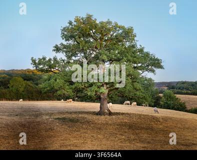 Paesaggio rurale pittoresco in Borgogna durante la stagione estiva secca con mucche che pascolano su pascoli dorati e bruciati dal sole, circondati da querce verdi e lar Foto Stock