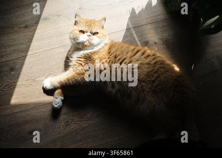 Gatto esotico a pelo corto arancione e bianco che si rilassa, prende il sole su un pavimento di legno, godendosi la luce calda del sole e la calma Foto Stock