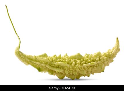 melone amaro fresco isolato su sfondo bianco, pelle verde pallido irregolare e gambo lungo vegetale crudo, vista laterale in primo piano con ombra Foto Stock