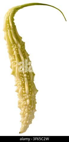 melone amaro fresco isolato su sfondo bianco, pelle verde pallido irregolare e gambo lungo e curvo, verdura cruda, vista laterale in primo piano Foto Stock