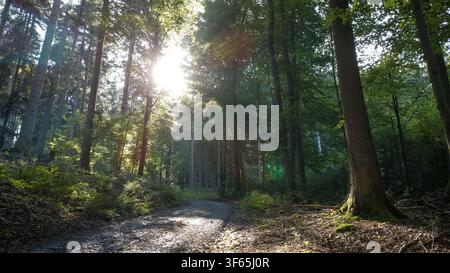 Un sentiero boschivo tranquillo si snoda dolcemente attraverso una fitta foresta temperata illuminata dalla luce del sole a bassa angolazione che filtra tra i tronchi alti. I raggi creano Foto Stock