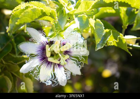 Prima piano di un fiore di passiflora (Passiflora edulis) in piena fioritura circondato da foglie verdi lussureggianti sotto la luce naturale brillante Foto Stock