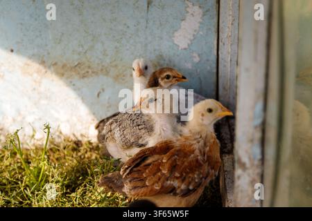 Piccoli polli multicolori sull'erba verde Foto Stock